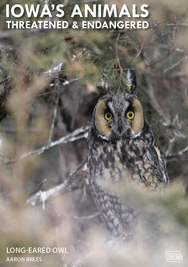 The long-eared owl is one of Iowa's threatened and endangered species | Iowa DNR